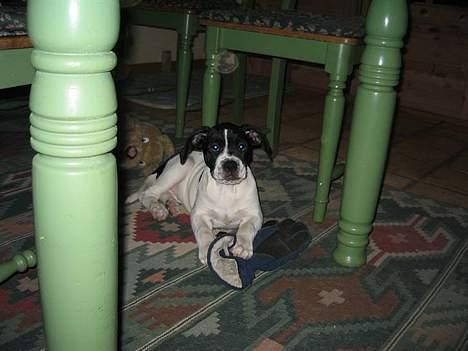 Blanding af racer Molly billede 5