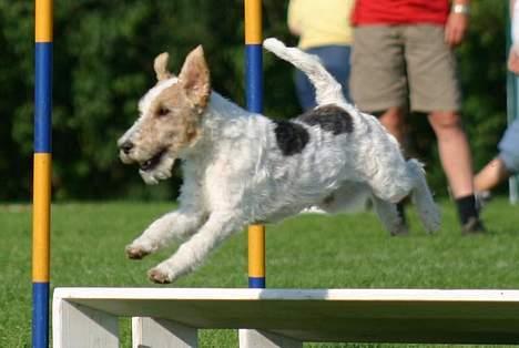Ruhåret foxterrier Onslow - I fuld firspring på agilitybanen billede 1