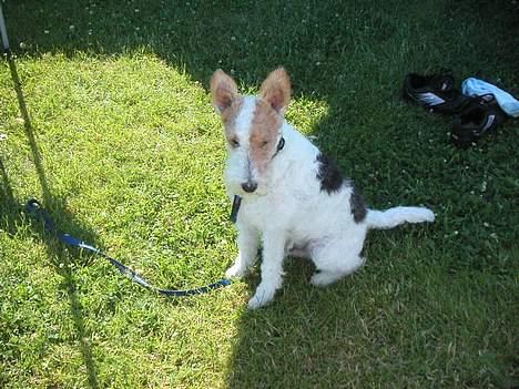 Ruhåret foxterrier Onslow - Hjemme i haven billede 2