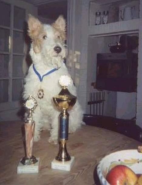 Ruhåret foxterrier Onslow - Jeg er bare SÅ lækker....dagens præmiehøst til agilitystævne billede 4