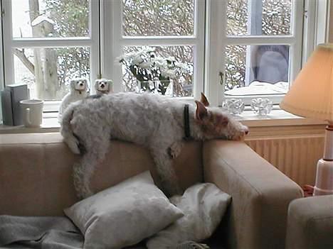Ruhåret foxterrier Onslow - ZZZZzzzzz.. schyyyy....geniet sover! billede 5