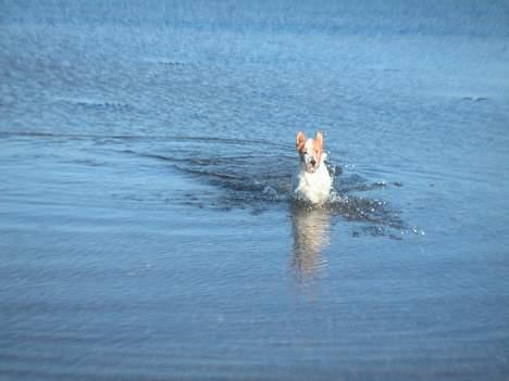Ruhåret foxterrier Onslow - Badedyr på sommerferie billede 6