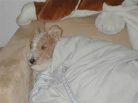 Ruhåret foxterrier Onslow - Sovetryne....og puttedyr billede 7