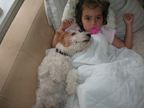 Ruhåret foxterrier Onslow - Aahhhh hvor er her dejligt.... billede 8