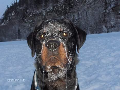 Rottweiler Phoco * Himmelhund 2018 * - phoco 2007 billede 20