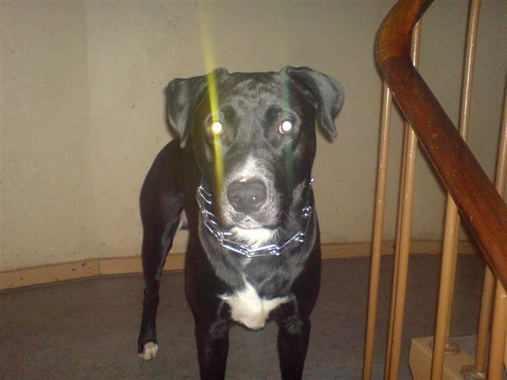 Blanding af racer *Gismo* billede 1