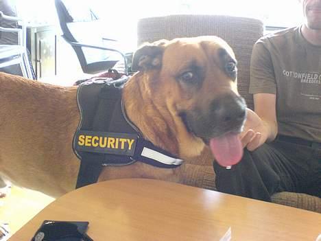 Broholmer CHANG billede 5