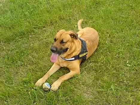 Broholmer CHANG billede 7