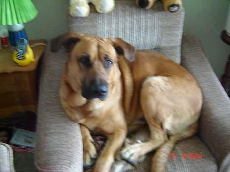 Broholmer CHANG - det er da min stol far! billede 8