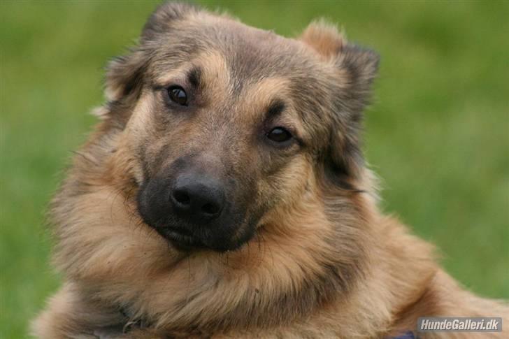 Blanding af racer Noah - Smukke Noah (Foto Ina med Iceman den 9/10-07) billede 1