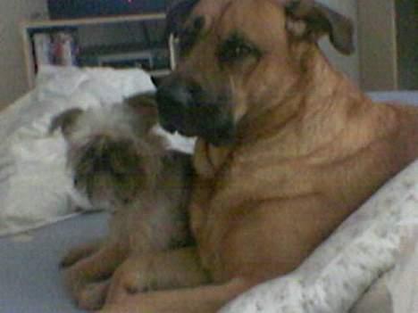 Broholmer CHANG - hvad far? billede 10