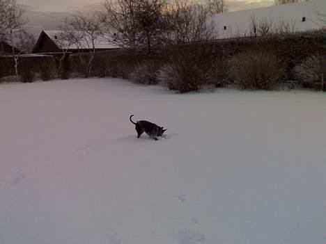 Dvaergpinscher Armani - Jeg bliver næsten helt væk i al den sne, godt jeg har trøje på. billede 6