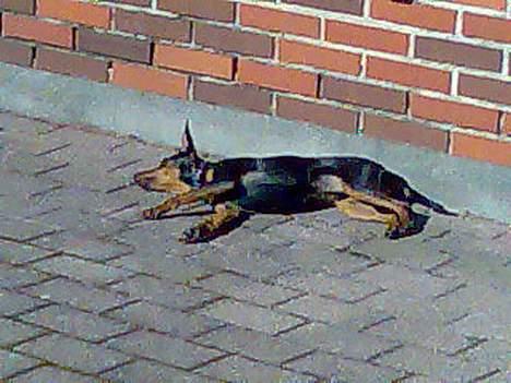 Dvaergpinscher Armani - Her ligger jeg og nyder solen i sommeren 2006 billede 7