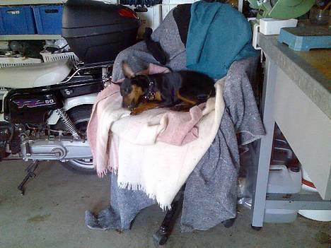 Dvaergpinscher Armani - Det er rigtig hyggeligt at være med morfar på værkstedet. billede 8