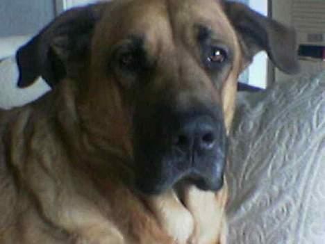 Broholmer CHANG billede 11