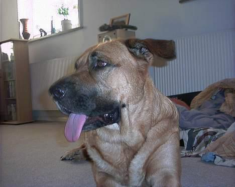 Broholmer CHANG billede 12