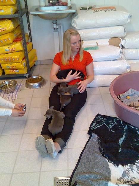 Dvaergpinscher Armani - Tre af mine søskende og jeg, tager os lige en lille lur på min mor. Det er hårdt at få besøg når man ikke er ældre... zzzZZ! billede 9