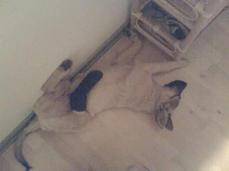 Blanding af racer Noah - Noah 4 mdr og desværre med en brækket pote :(  billede 2