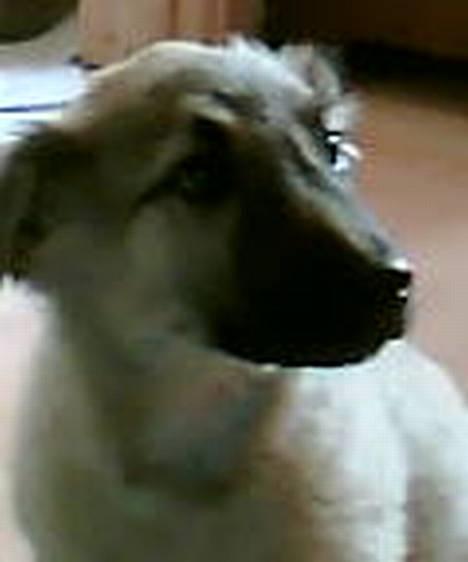 Blanding af racer Noah - Det føreste billed af Noah Da vi Så ham føreste gang "9uger" billede 3