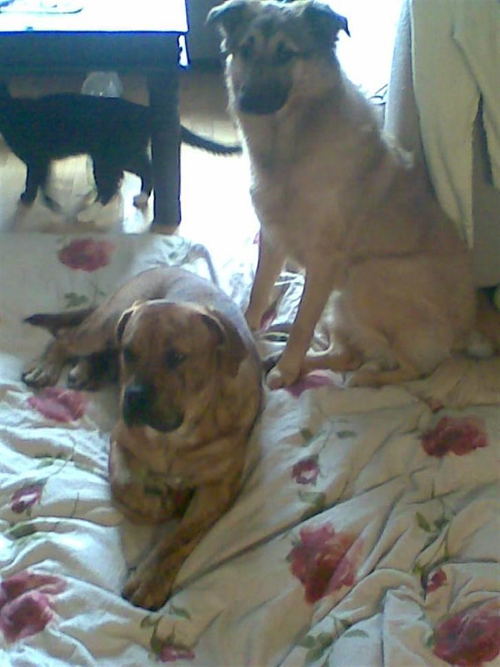 Blanding af racer Noah - Noah og Hector Sammen ..  billede 4