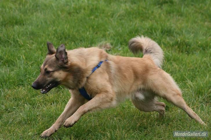 Blanding af racer Noah - Øhh muligvis en spring buk ? (foto taget af Ina med Iceman d 9/10-07) billede 5