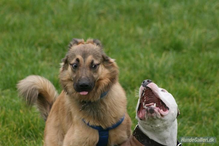 Blanding af racer Noah - Hmm gad vide hvad Noah tænker med det udtryk ? (Foto Ina D 9/10-07) billede 6