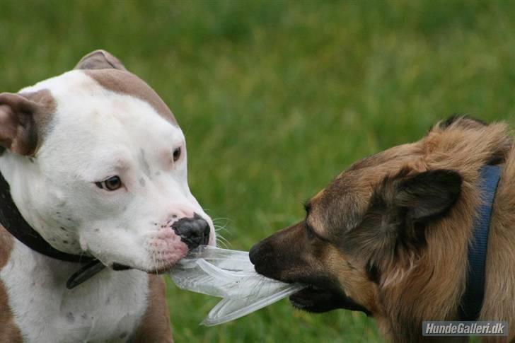 Blanding af racer Noah - Noah og Iceman der fandt en plast ting der lige skulle rygges i :) (foto Ina d 9/10-07) billede 7