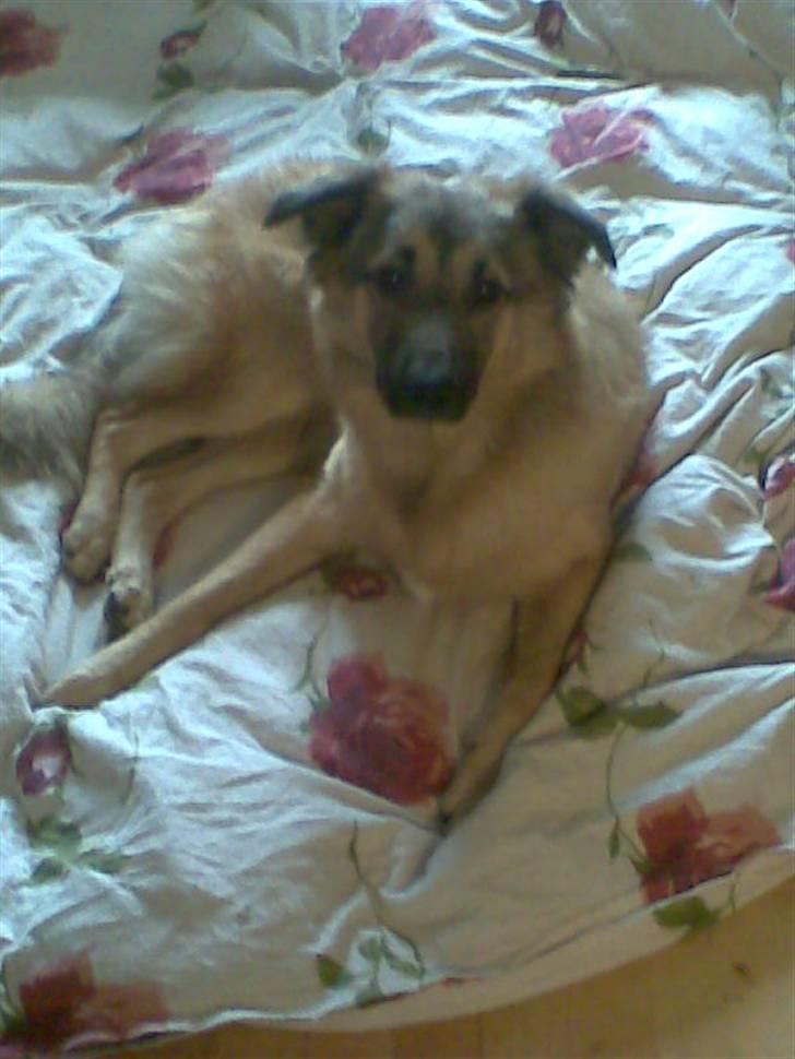 Blanding af racer Noah - "Nej moar du mener ikke det var din dyne jeg huggede vel ? " billede 8