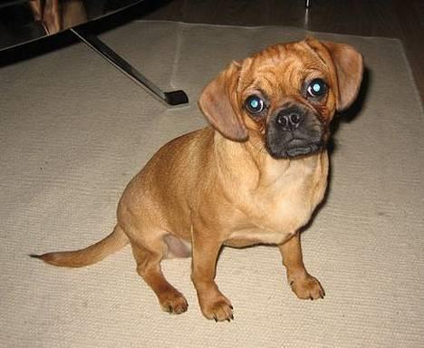 Blanding af racer Fiona (mops/cavalier) billede 1