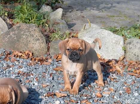 Blanding af racer Fiona (mops/cavalier) - Billede taget inden vi hentede hende billede 2