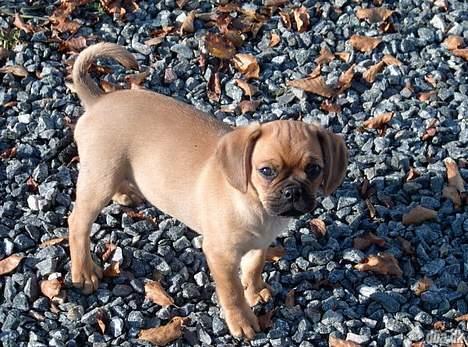 Blanding af racer Fiona (mops/cavalier) - Billede taget inden vi hentede hende billede 3