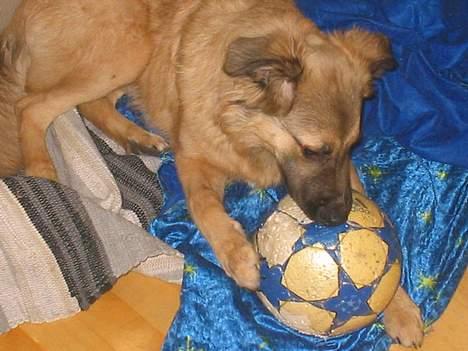 Blanding af racer Noah - Den bedste bold som han selv har fundet og taget med hjem .. (han ligger og bider det ydereste lag af ) billede 9