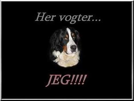 Berner sennenhund kenzo - ja det gør jeg nemlig billede 12