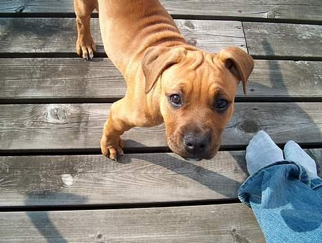 Amerikansk staffordshire terrier Gucci R.I.P - se alle mine deller hihi(18) billede 18