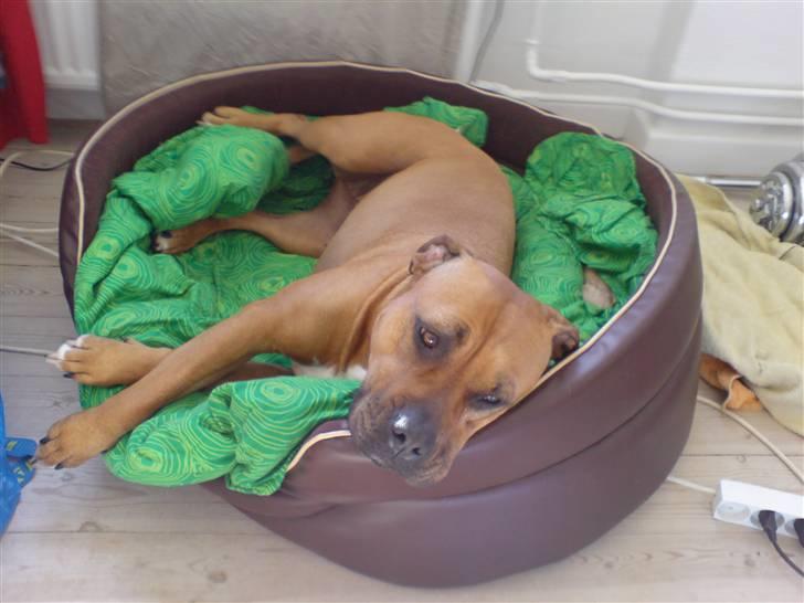 Amerikansk staffordshire terrier Gucci R.I.P - min dejlige kurv(19) billede 19