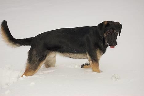 Blanding af racer Gismo<33 - ihha! ud i den kolde sne...<33 billede 1