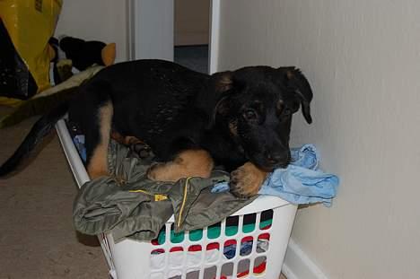 Blanding af racer Gismo<33 - er der blødt var mus... :D billede 2