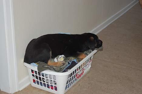 Blanding af racer Gismo<33 - ja det er så dejligt at ligge her... :b billede 3