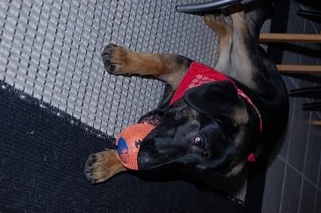 Blanding af racer Gismo<33 - hvad er det du har fundet der... :O  billede 4