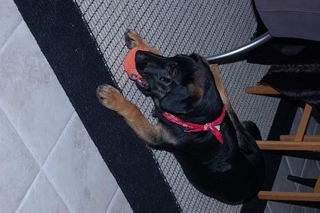 Blanding af racer Gismo<33 - er den sjov... :) billede 5