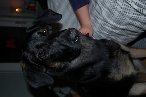 Blanding af racer Gismo<33 - uha da du sider fint... billede 6