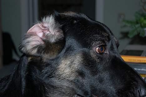 Blanding af racer Gismo<33 - hvem har gjort det med dine øre... hihi...! billede 7