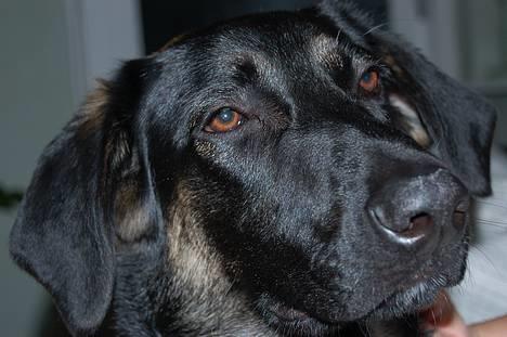 Blanding af racer Gismo<33 - hihi så smuk.... :bb billede 8