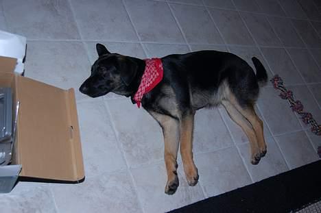 Blanding af racer Gismo<33 - er man lidt trat...;) billede 9