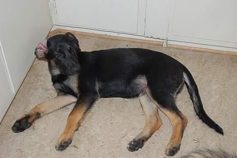 Blanding af racer Gismo<33 - hvad kunne du høre...? billede 10