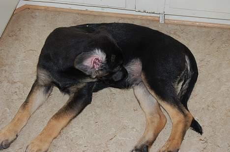 Blanding af racer Gismo<33 - kom det der fra....? billede 11