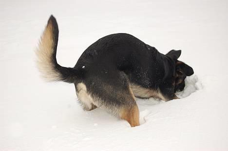 Blanding af racer Gismo<33 - graver du nu i sneen....? billede 12