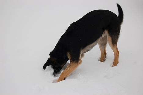 Blanding af racer Gismo<33 - du er så sød gismo.... <33 billede 13