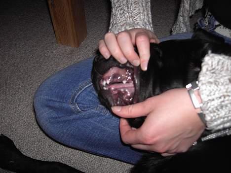 Labrador retriever Charlie - Der skulle absolut tages et billede da jeg havde tabt en tand.. billede 8