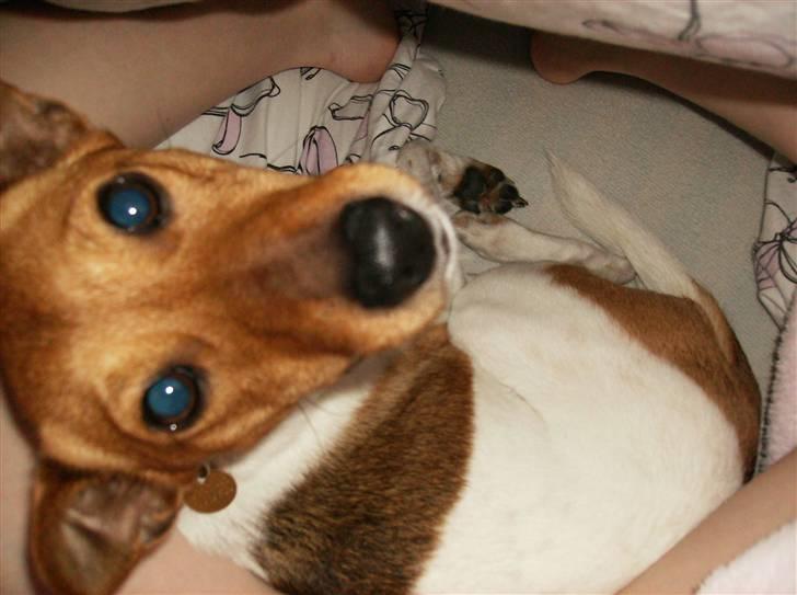 Dansk svensk gaardhund Freja ~min himmelhund - aflivet pga. kræft~ - Heej alle sammen..! Velkommen til min profil.. Jeg hedder freja.. billede 2